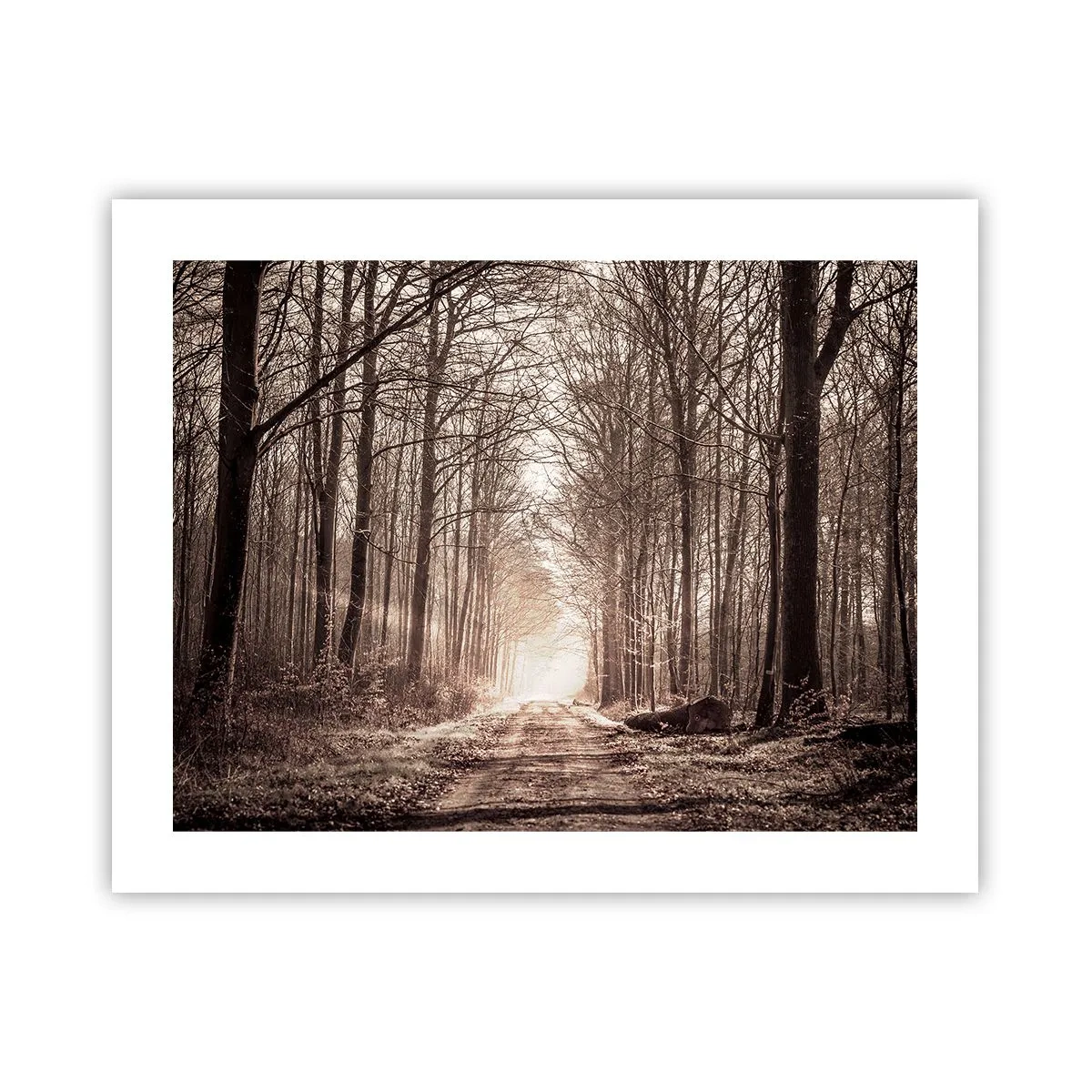 Poster - La cattedrale del bosco - 50x40 cm