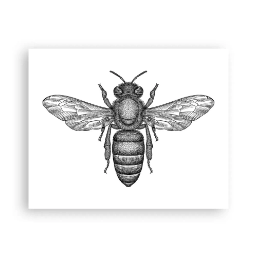 Poster - Ritratto d'insetto - 50x40 cm