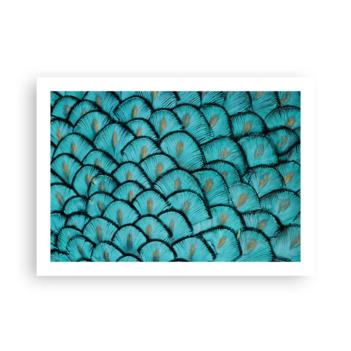 Poster - La grande festa delle piume - 70x50 cm