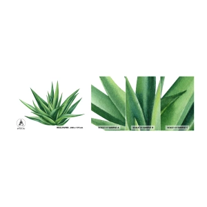 Campione di Fotomurale Adesivo Deluxe Sticker - Verde - forza - vita - Pianta, Aloe, Botanica - 100x30 cm