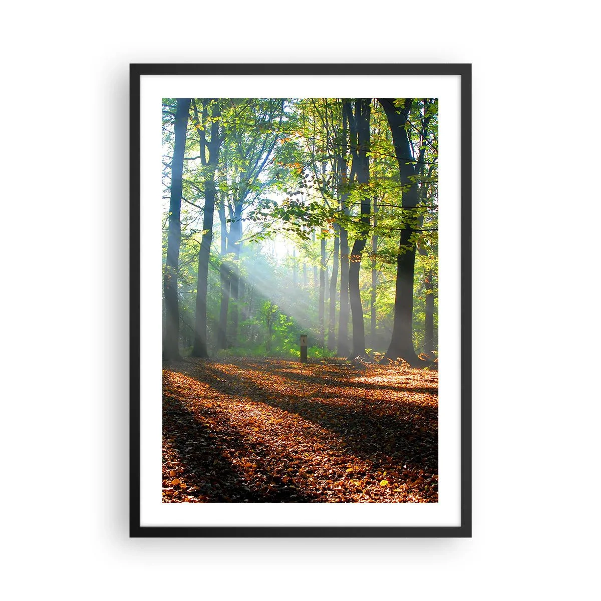 Poster in cornice nera - Raggi di sole nella foresta autunnale - 50x70cm - Luci e ombre - Decorazione murale moderna per soggiorno e camera da letto ARTTOR
