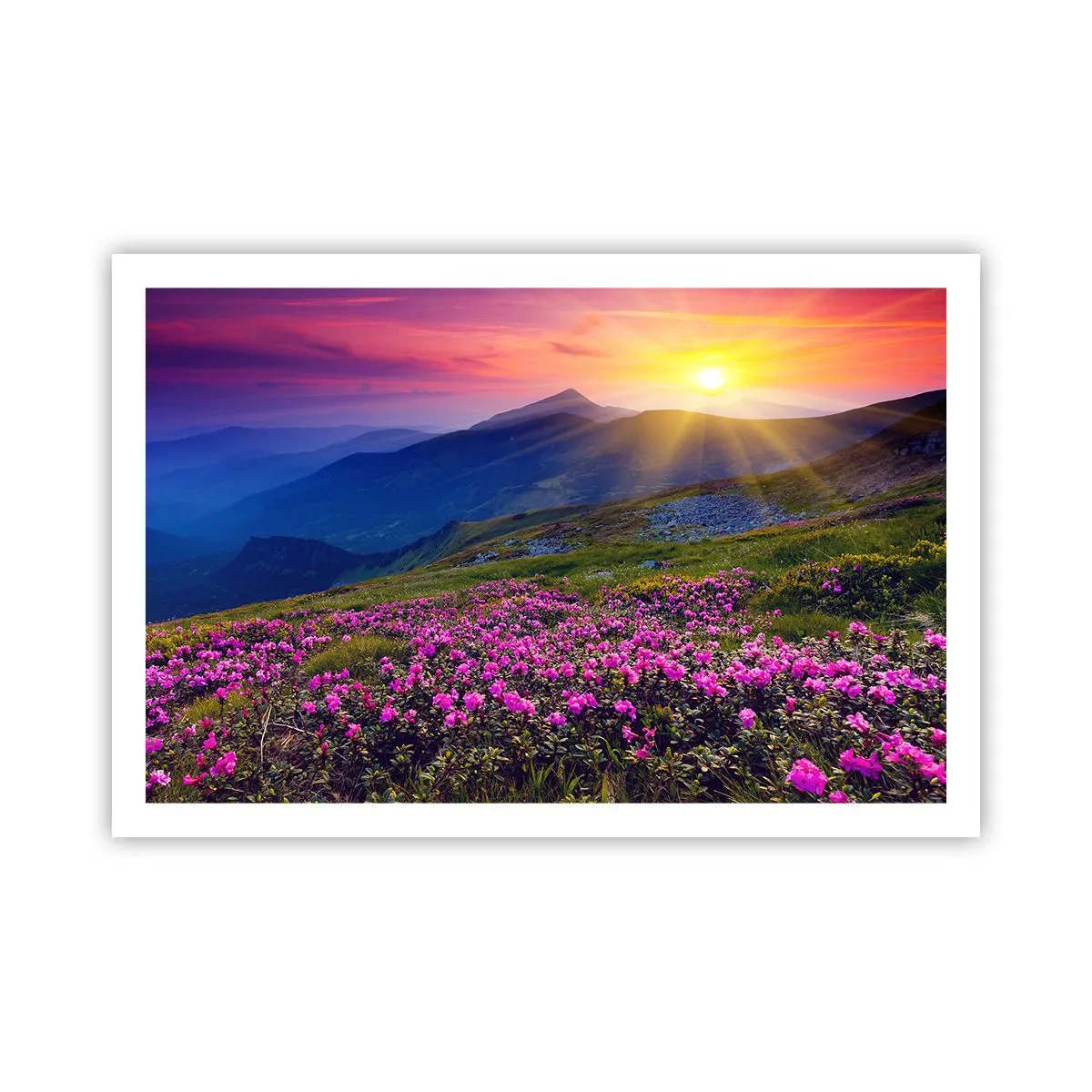 Poster - Odore di mugo e profumo di erbe - 91x61 cm