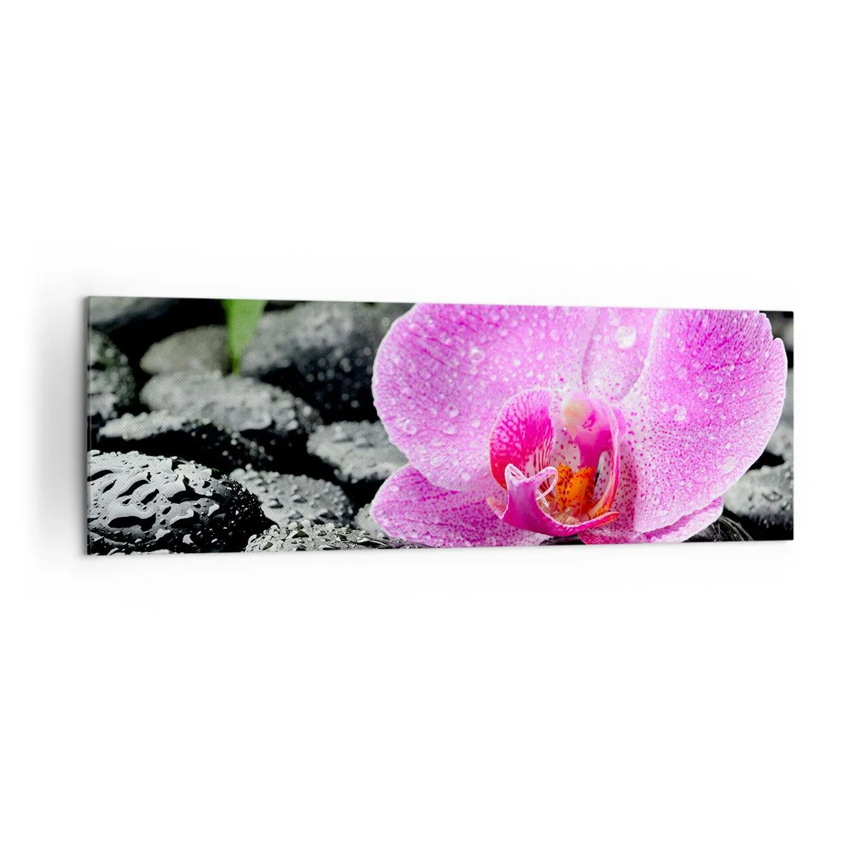 Quadro su tela - Stampe su Tela - Orchidea rosa su pietre nere bagnate con foglie verdi - 160x50cm - Come un cuore aperto - Decorazione murale moderna per soggiorno e camera da letto ARTTOR