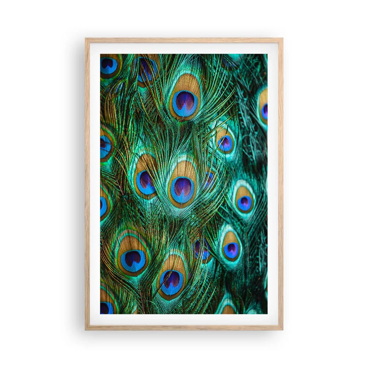 Poster in cornice rovere chiaro - Lo sguardo del pavone - 61x91 cm