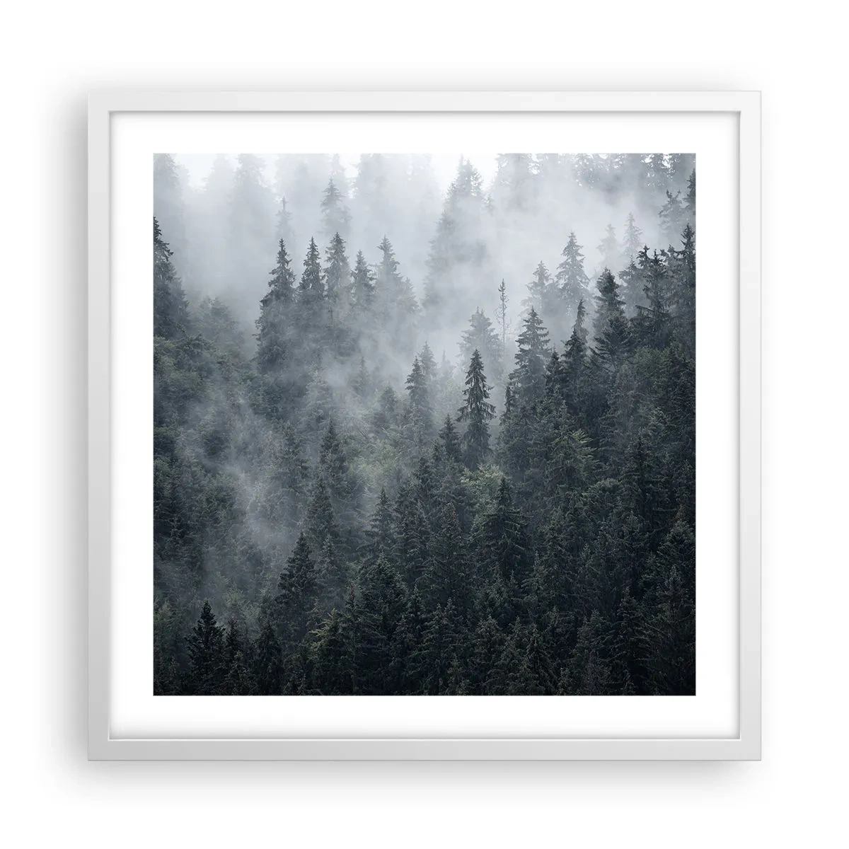 Poster in cornice bianca - Alba nel bosco - 50x50 cm