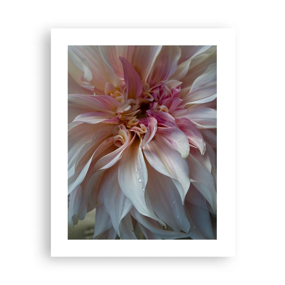 Poster - Freschezza in fiore - 40x50 cm