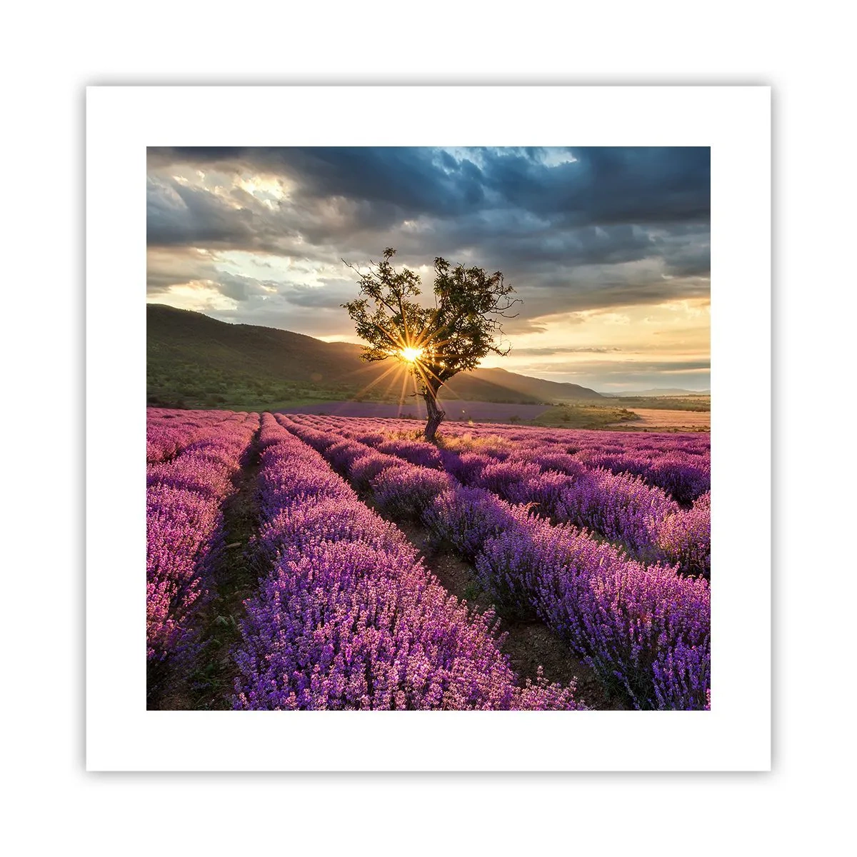 Poster - Aroma di colore lilla - 40x40 cm