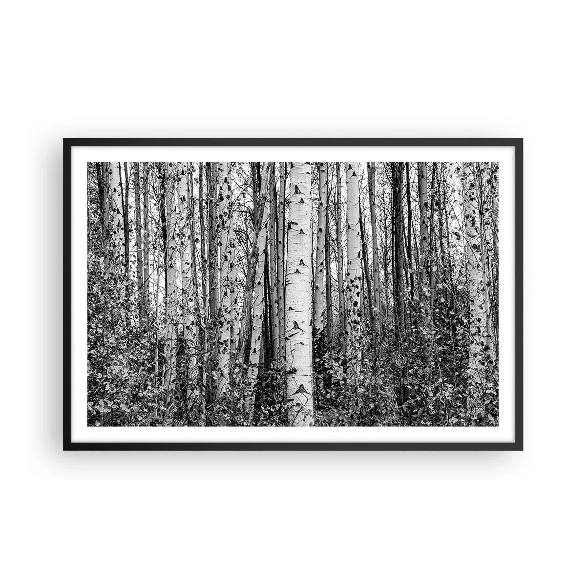 Poster in cornice nera - Colonnato di betulle - 91x61 cm