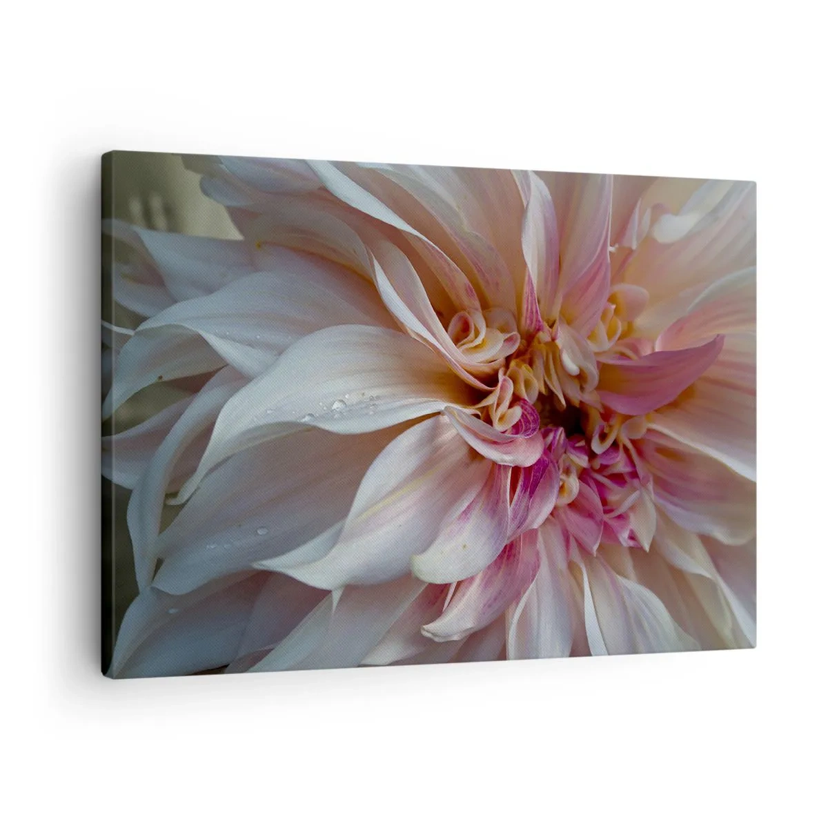 Quadro su tela - Stampe su Tela - Primo piano di delicati petali di fiori rosa con gocce d'acqua - 70x50cm - Freschezza in fiore - Decorazione murale moderna per soggiorno e camera da letto ARTTOR