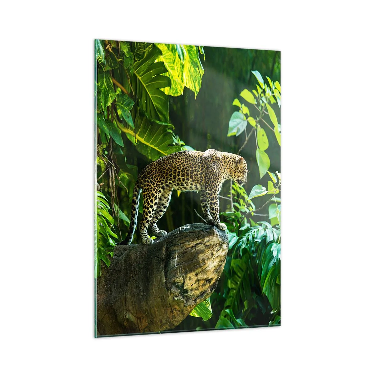 Quadro su vetro - Leopardo su una roccia nella giungla tropicale - 50x70cm - A caccia? - Decorazione murale moderna per soggiorno e camera da letto ARTTOR