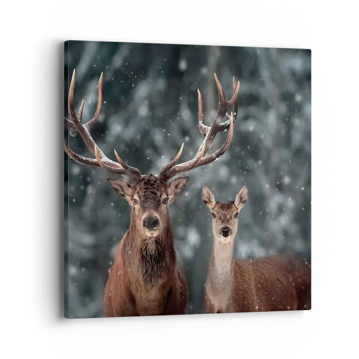 Quadro su tela - Stampe su Tela - Il re della foresta con la consorte - 40x40 cm