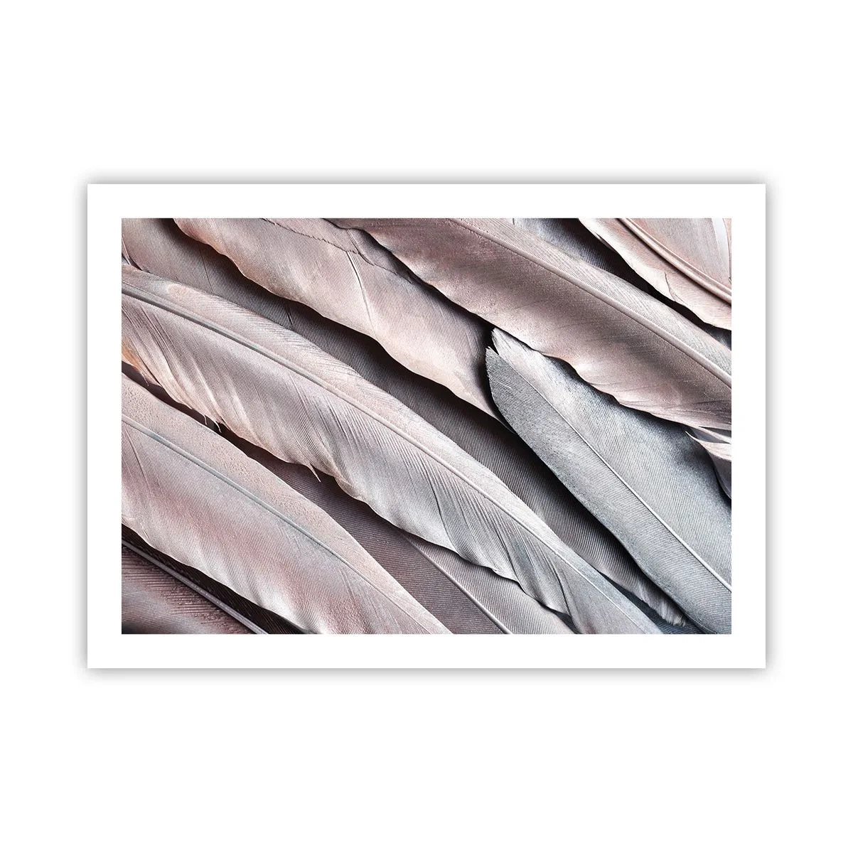 Poster - Argento rosato - 70x50 cm