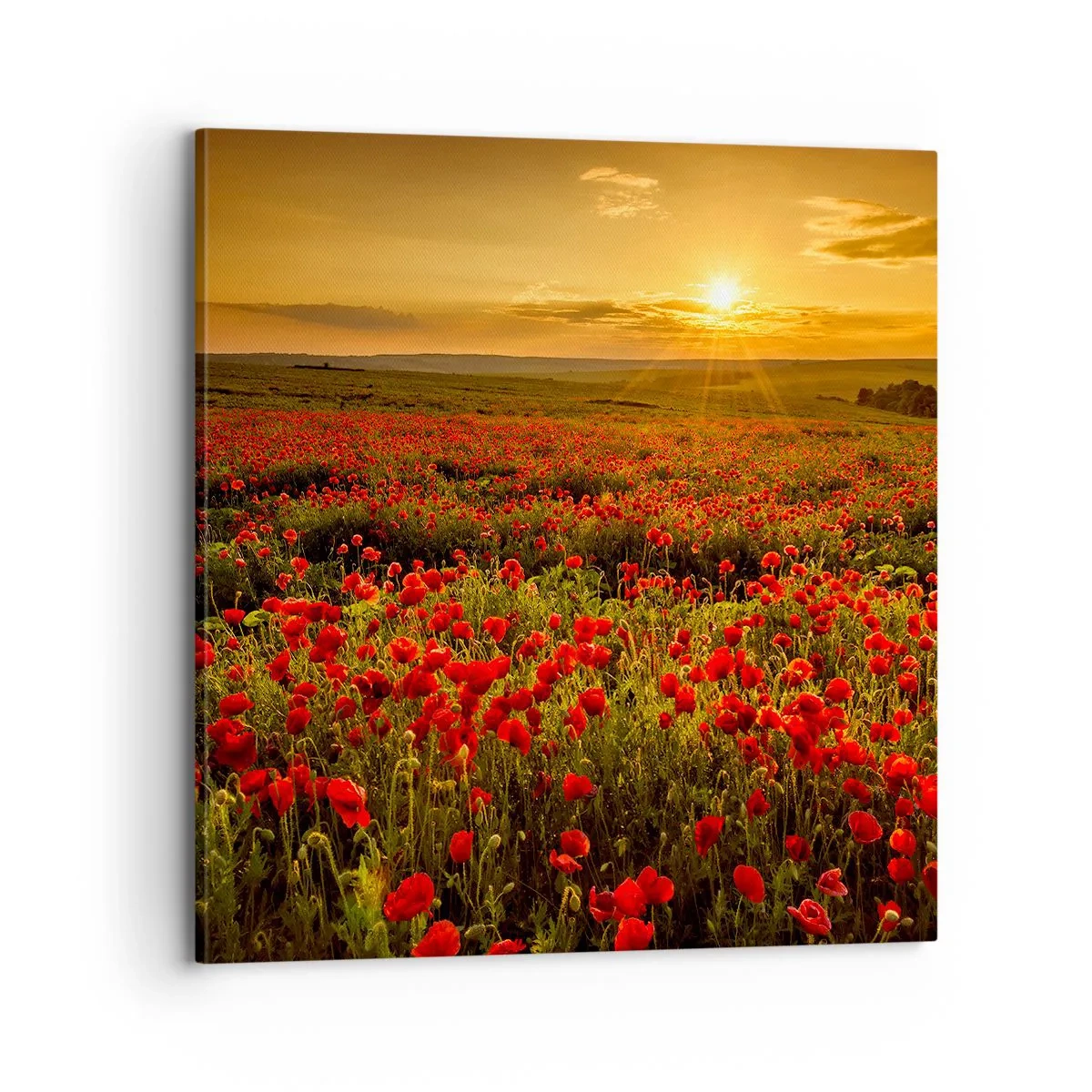 Quadro su tela - Stampe su Tela - Tra il fruscio delle erbe, in un'esplosione di fiori - 70x70 cm