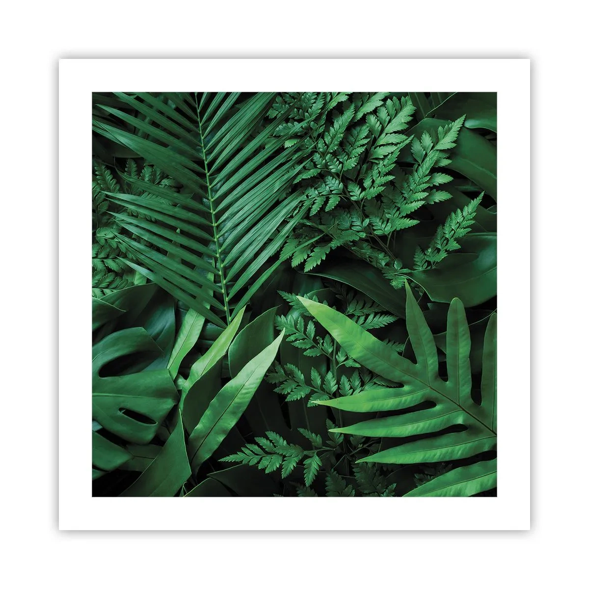 Poster - Avvolti nel verde - 50x50 cm