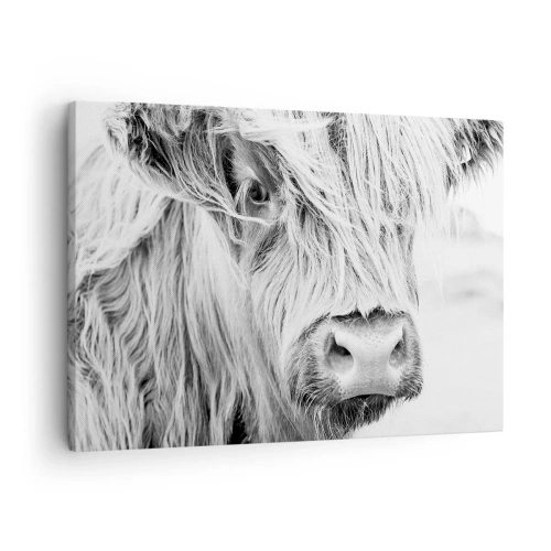 Quadro su tela - Stampe su Tela - Ritratto di una mucca scozzese in bianco e nero - 70x50cm - Selvaticità scozzese - Decorazione murale moderna per soggiorno e camera da letto ARTTOR
