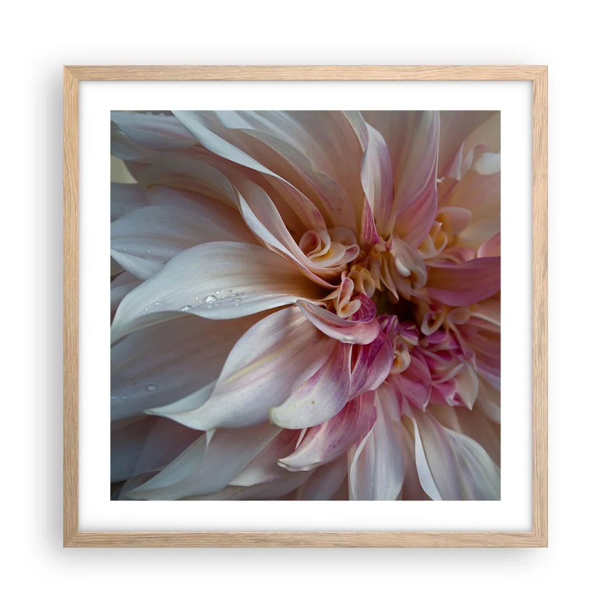 Poster in cornice rovere chiaro - Freschezza in fiore - 50x50 cm