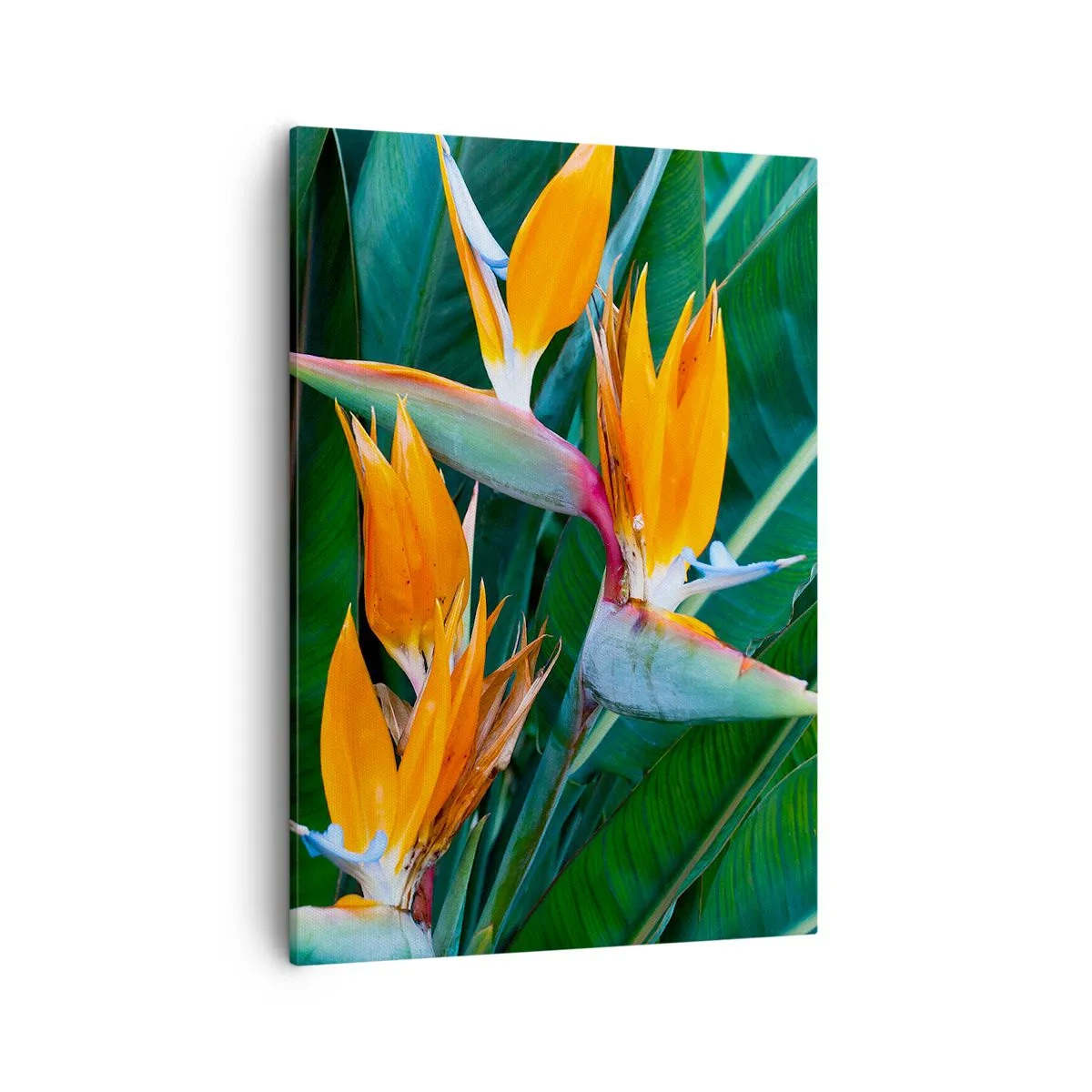 Quadro su tela - Stampe su Tela - Fiori esotici di strelitzia circondati da foglie verdi - 50x70cm - È un fiore o un uccello? - Decorazione murale moderna per soggiorno e camera da letto ARTTOR