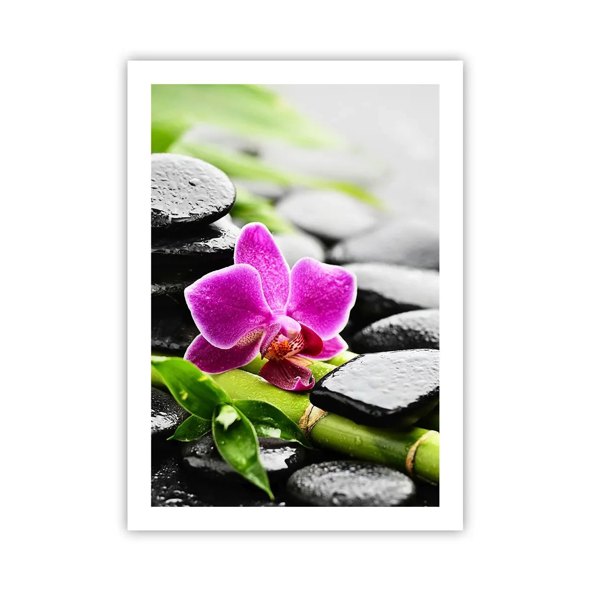 Poster - Orchidea viola su pietre bagnate e foglie verdi - 50x70cm - Un tranquillo equilibrio - Decorazione murale moderna per soggiorno e camera da letto ARTTOR