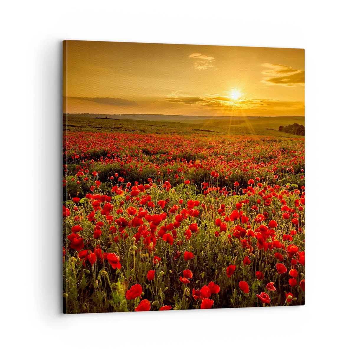Quadro su tela - Stampe su Tela - Tra il fruscio delle erbe, in un'esplosione di fiori - 60x60 cm