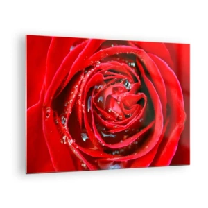 Quadro su vetro - Primo piano di una rosa rossa con gocce di rugiada - 70x50cm - Nelle gocce della rugiada - Decorazione murale moderna per soggiorno e camera da letto ARTTOR