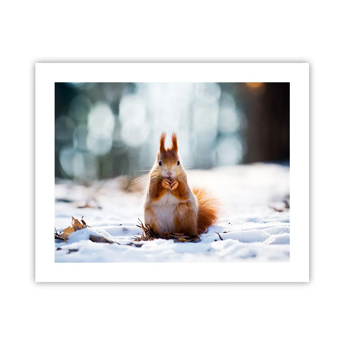 Poster - Che cosa guardi? - 50x40 cm