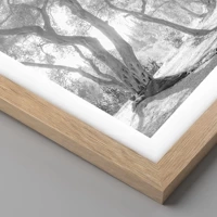 Rovere chiaro
