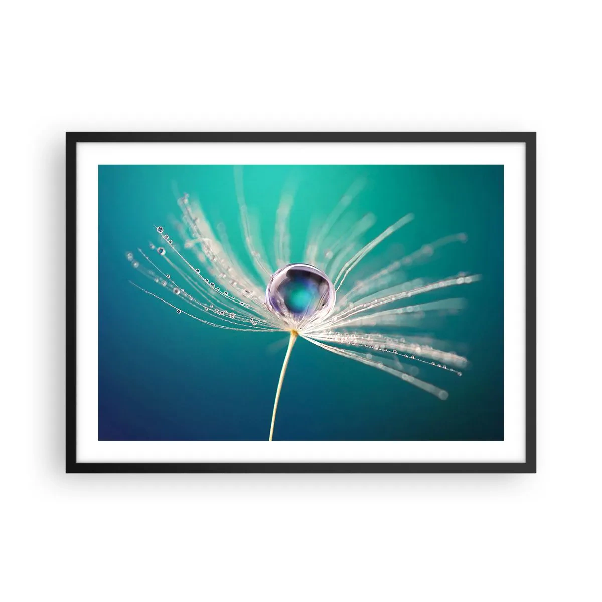 Poster in cornice nera - Macro di una goccia d'acqua su un delicato seme di tarassaco - 70x50cm - Attimo mistico - Decorazione murale moderna per soggiorno e camera da letto ARTTOR