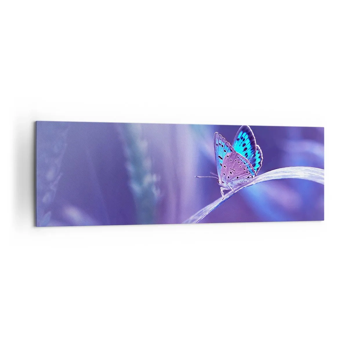 Quadro su tela - Stampe su Tela - Una delicata farfalla blu su uno stelo in luce viola - 160x50cm - Gioielli della natura - Decorazione murale moderna per soggiorno e camera da letto ARTTOR