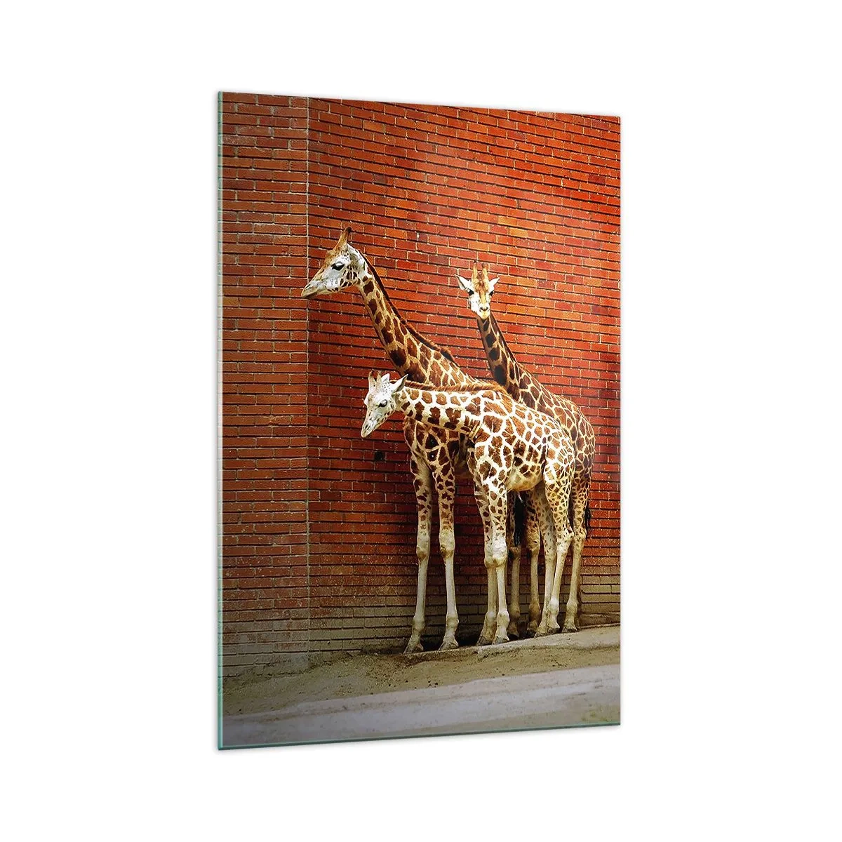 Quadro su vetro - Quattro giraffe contro un muro di mattoni in un ambiente artistico - 70x100cm - Vedete qualche acacia? - Decorazione murale moderna per soggiorno e camera da letto ARTTOR