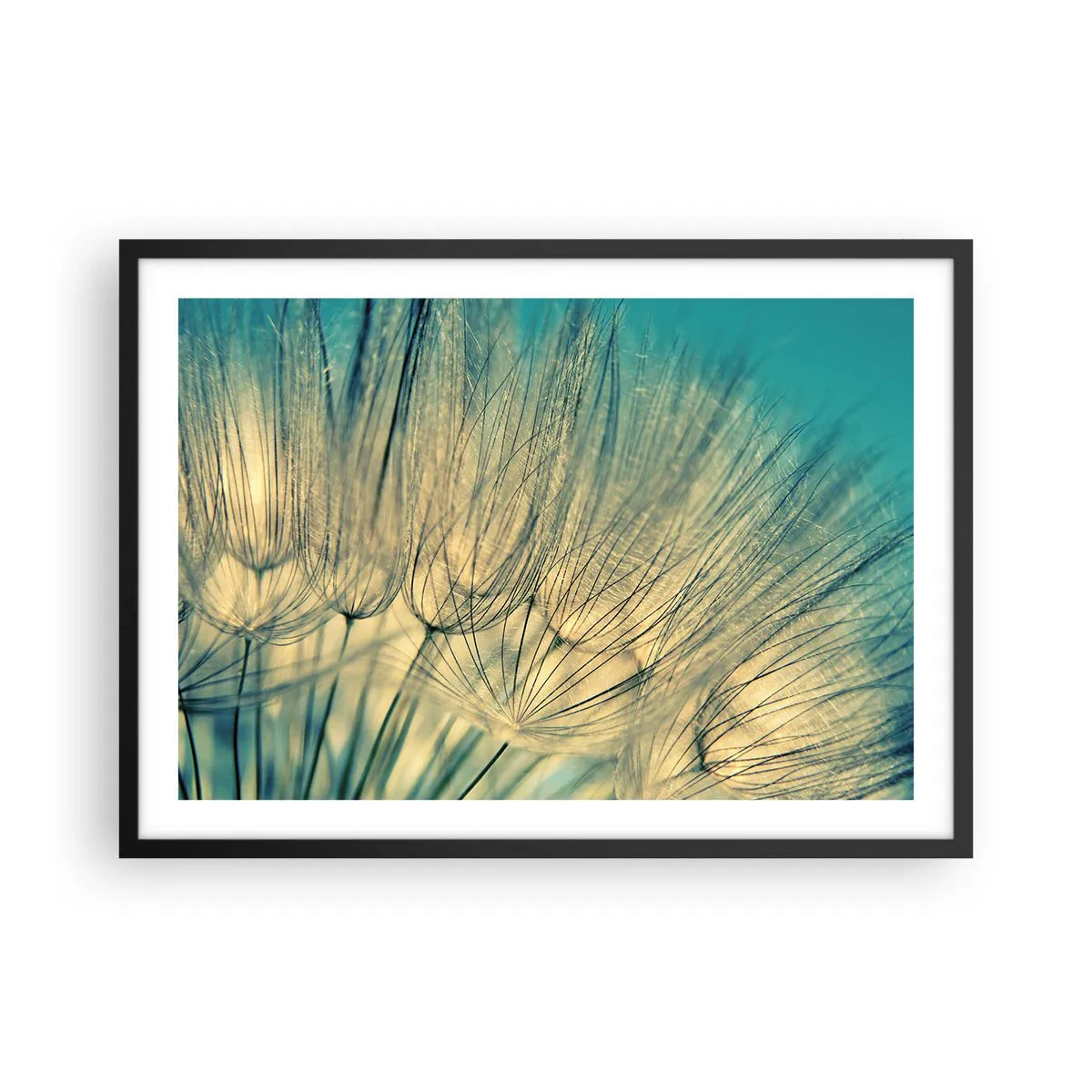 Poster in cornice nera - Macrofotografia dei denti di leone alla luce del giorno - 70x50cm - Aspettando il vento - Decorazione murale moderna per soggiorno e camera da letto ARTTOR
