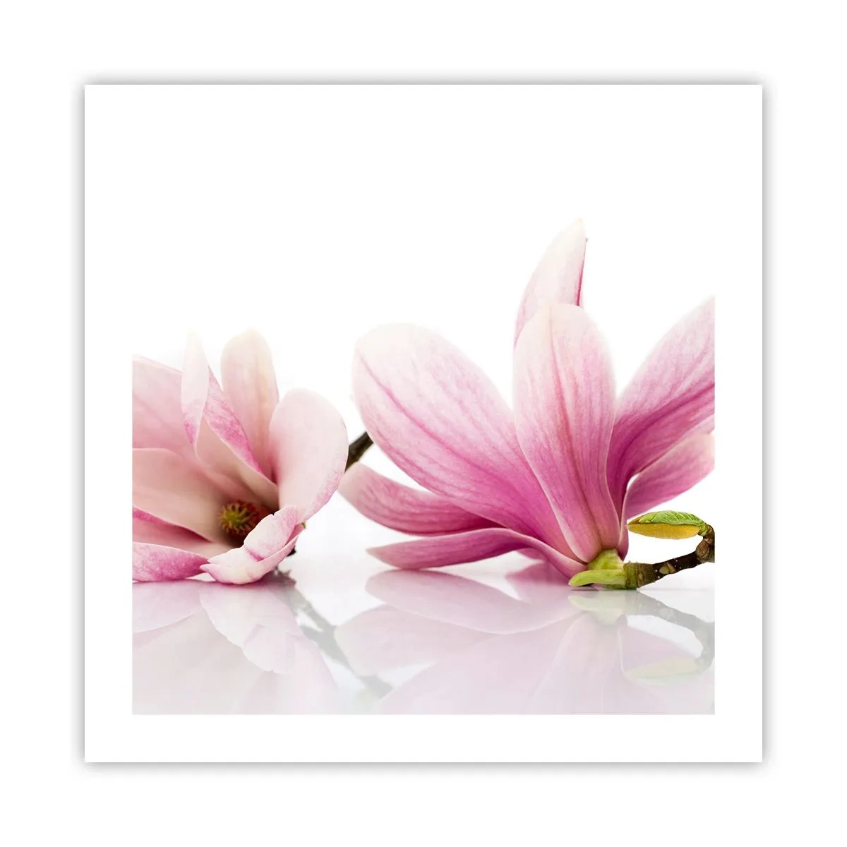 Poster - Delicati come un soffio di primavera - 50x50 cm