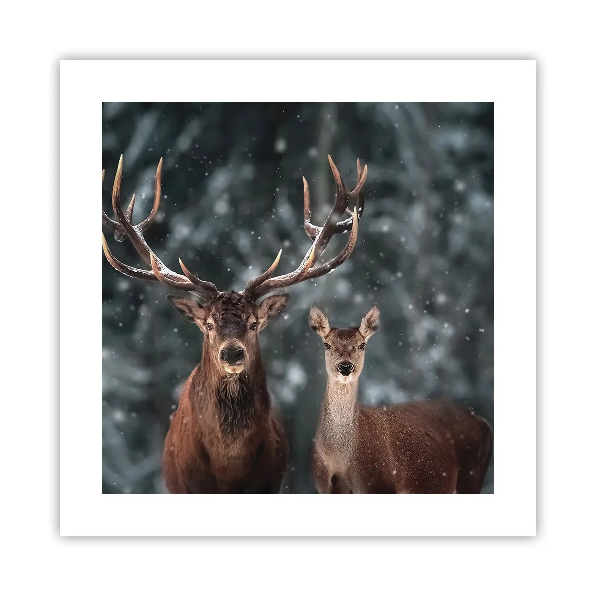 Poster - Il re della foresta con la consorte - 40x40 cm