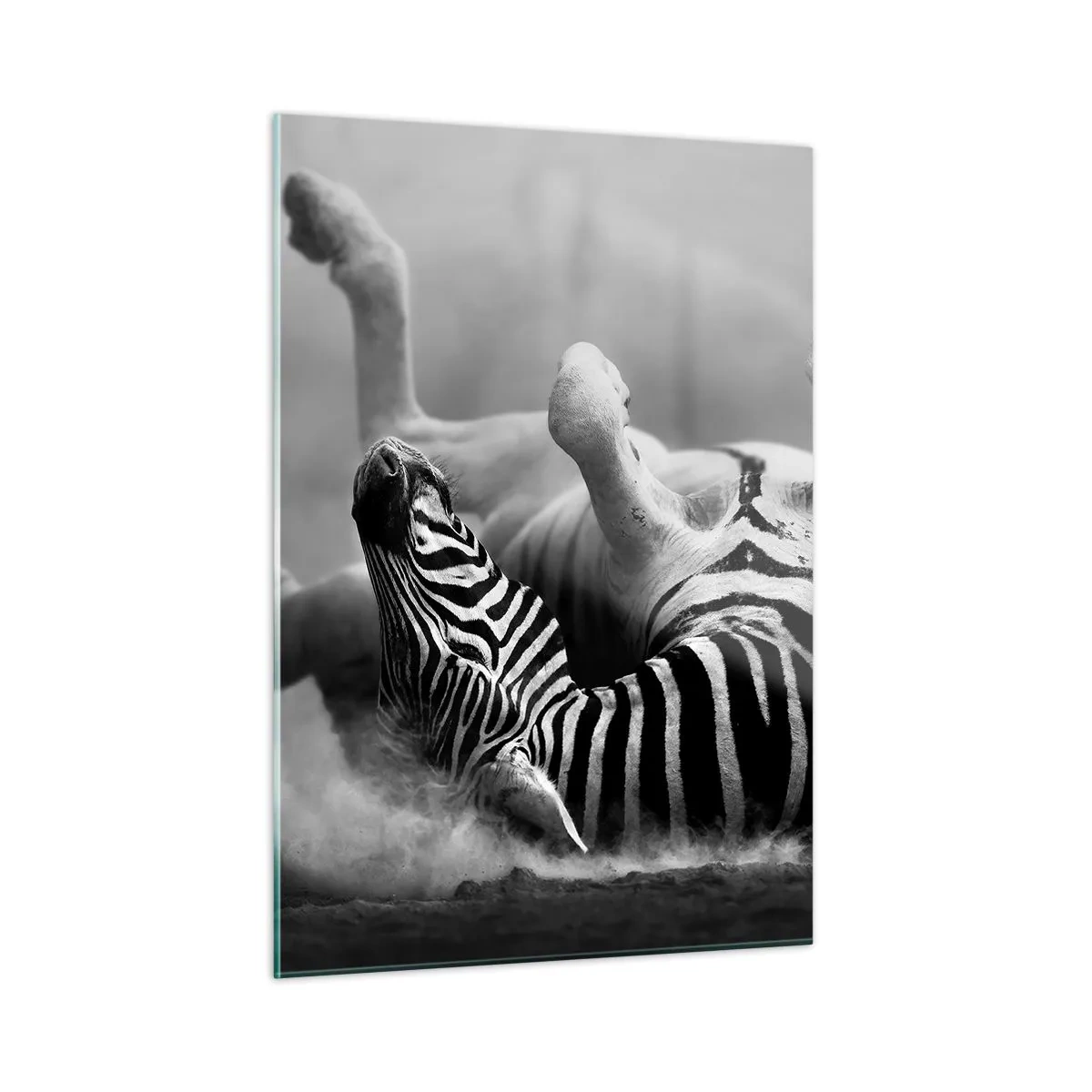 Quadro su vetro - Una zebra sdraiata nella savana africana - 50x70cm - Morire dal ridere - Decorazione murale moderna per soggiorno e camera da letto ARTTOR