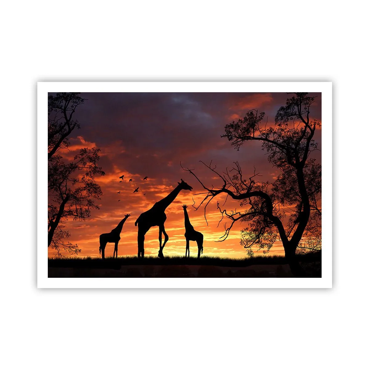 Poster - Sagome di giraffe sullo sfondo del tramonto africano - 100x70cm - Piccola cena tra amici - Decorazione murale moderna per soggiorno e camera da letto ARTTOR