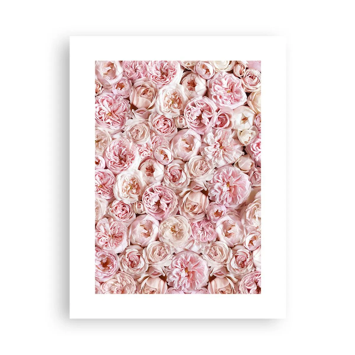 Poster - Coperto di rose - 30x40 cm
