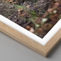 Rovere chiaro