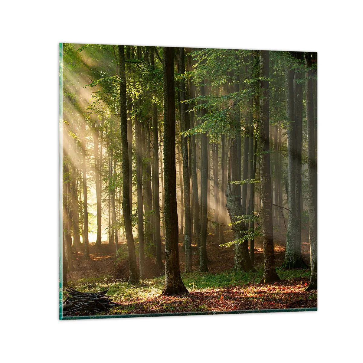 Quadro su vetro - Raggiante in un mattino di primavera - 70x70 cm