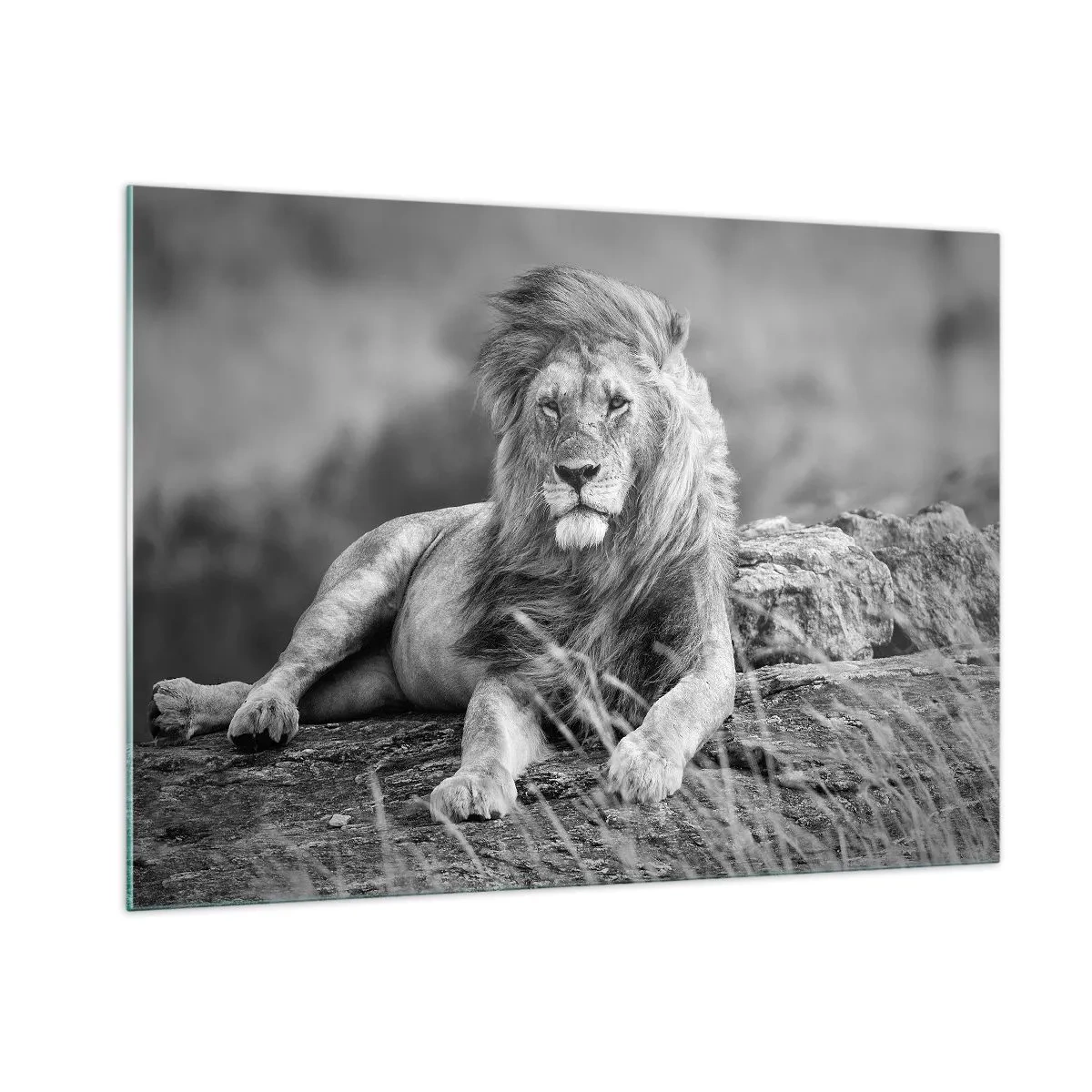 Quadro su vetro - Un leone riposa su una roccia in un paesaggio monocromatico. - 100x70cm - La siesta del re - Decorazione murale moderna per soggiorno e camera da letto ARTTOR