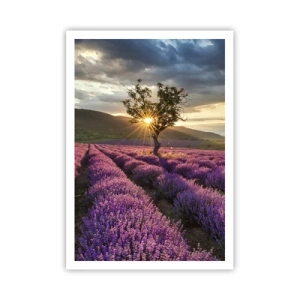 Poster - Aroma di colore lilla - 70x100 cm