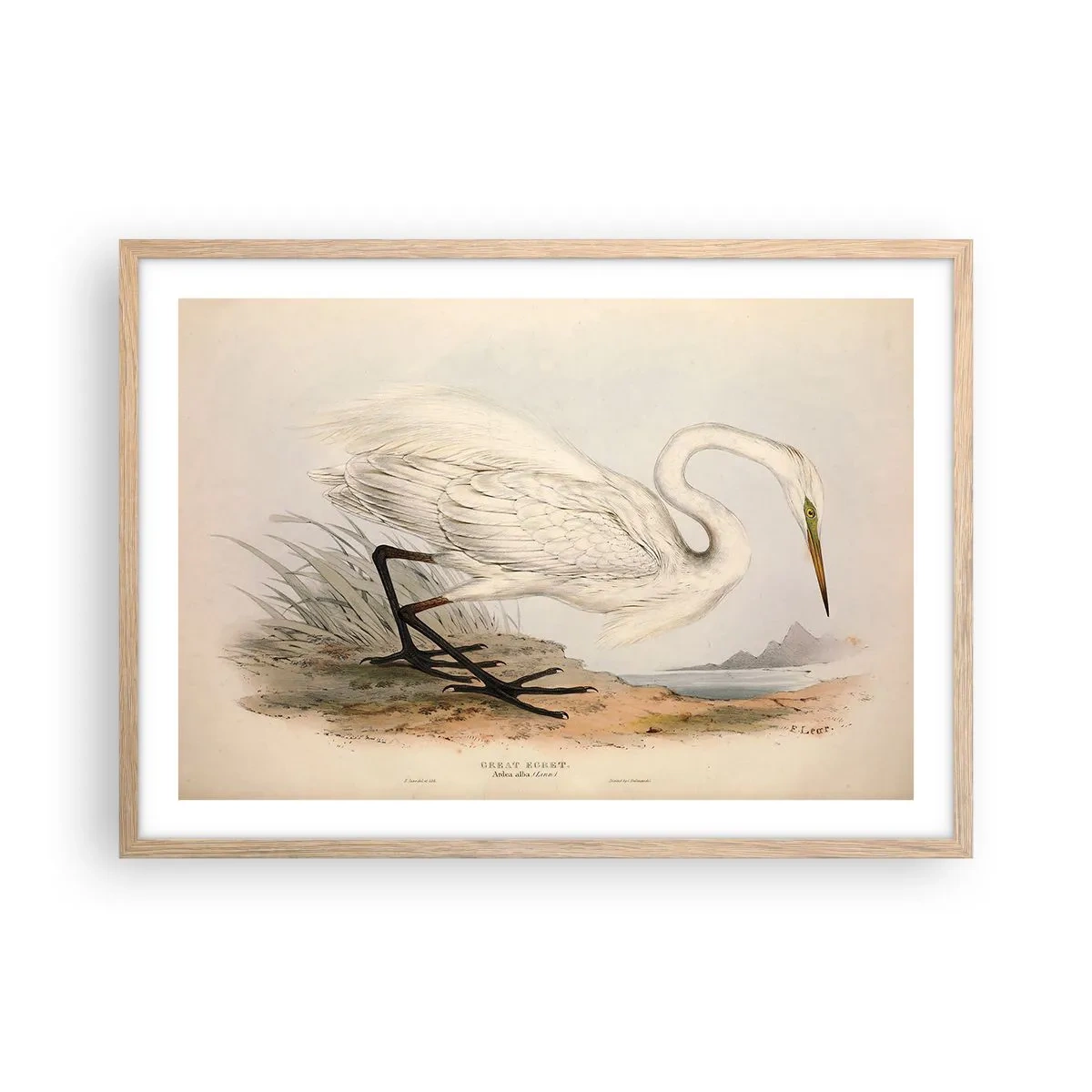 Poster in cornice rovere chiaro - La signora nel canneto - 70x50 cm