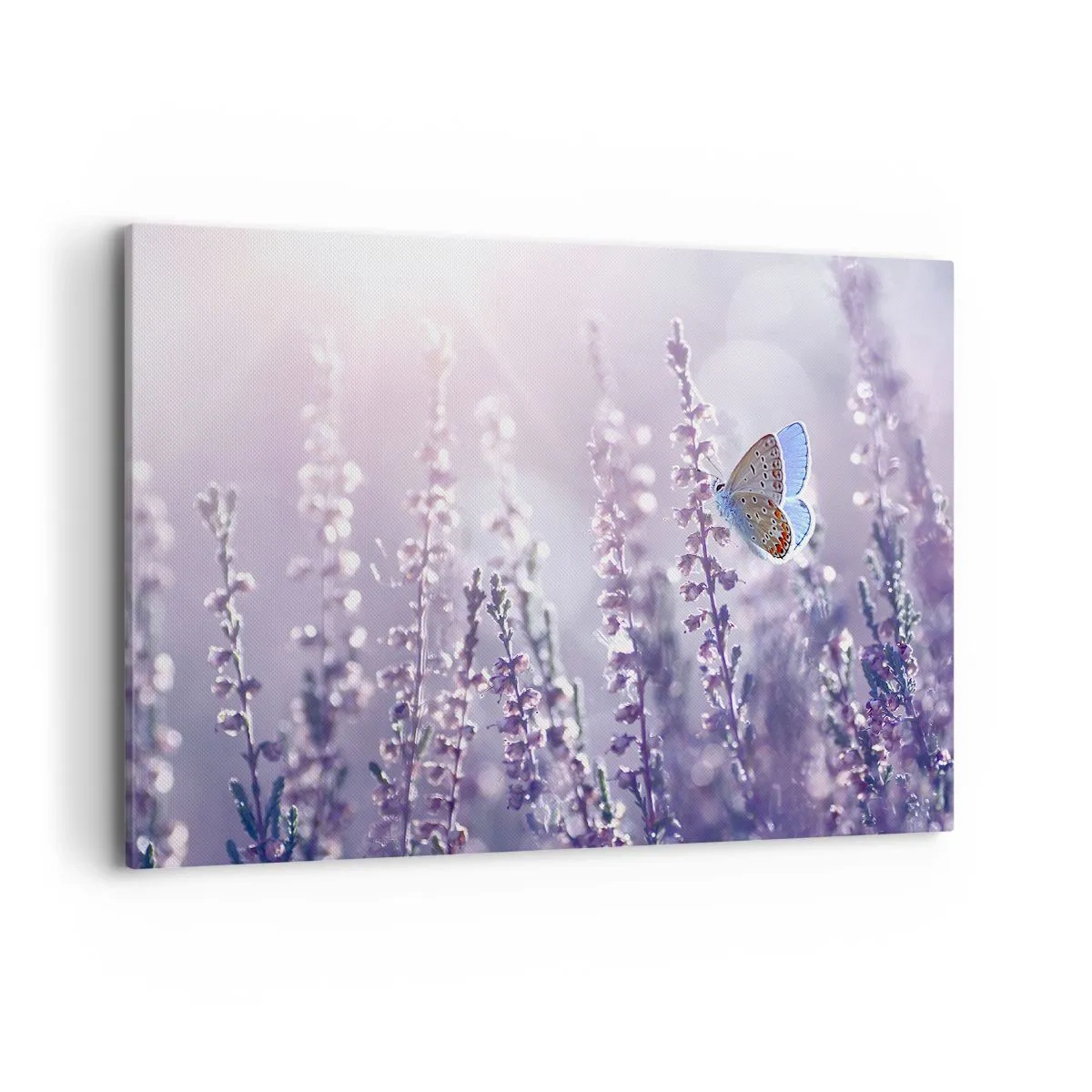 Quadro su tela - Stampe su Tela - Una farfalla sulla lavanda in fiore nella luce del mattino - 100x70cm - Il bacio della farfalla - Decorazione murale moderna per soggiorno e camera da letto ARTTOR