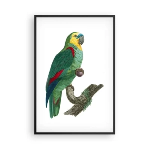 Poster in cornice nera - Ritratto di pappagallo - 61x91 cm