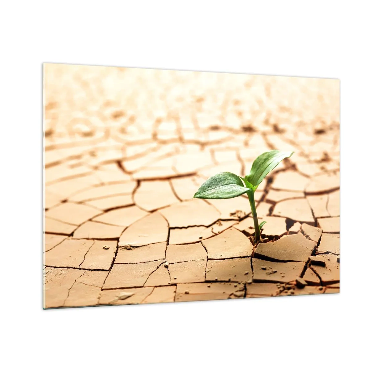 Quadro su vetro - Una giovane pianta che cresce da una terra secca e screpolata - 100x70cm - L'indomita forza della vita - Decorazione murale moderna per soggiorno e camera da letto ARTTOR