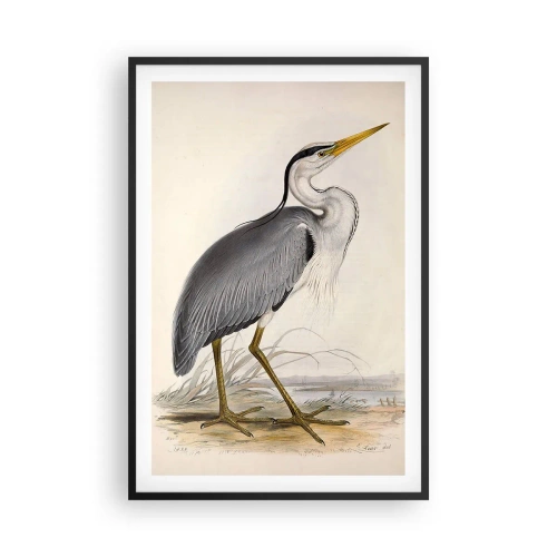 Poster in cornice nera - La grazia dell'airone - 61x91 cm