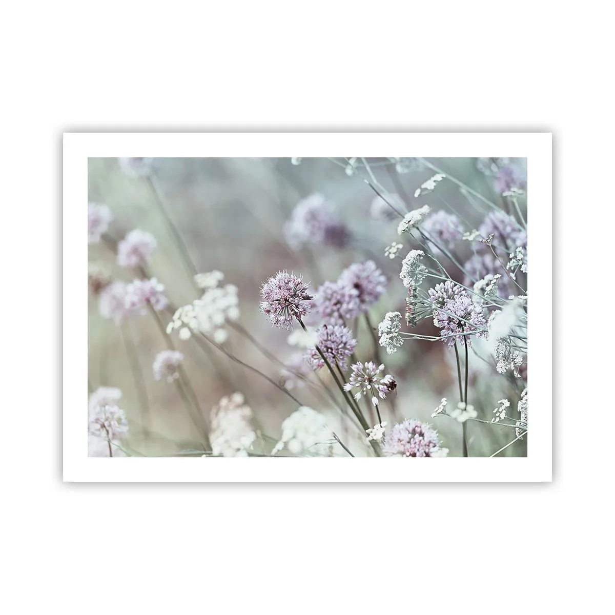 Poster - Le dolci filigrane delle erbe - 70x50 cm
