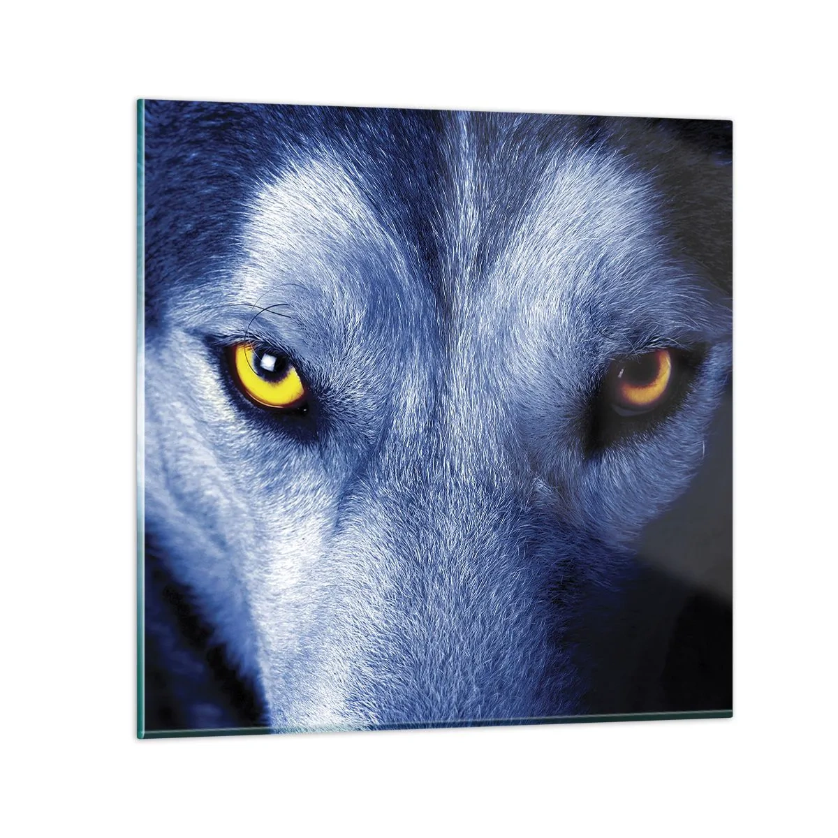 Quadro su vetro - Sguardo ipnotico - 50x50 cm