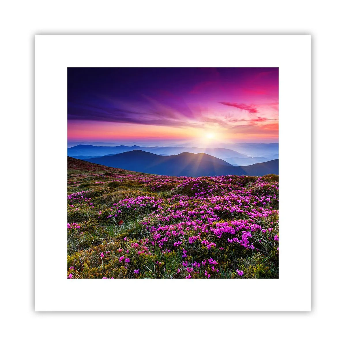 Poster - Il profumo dei fiori freschi del campo - 30x30 cm