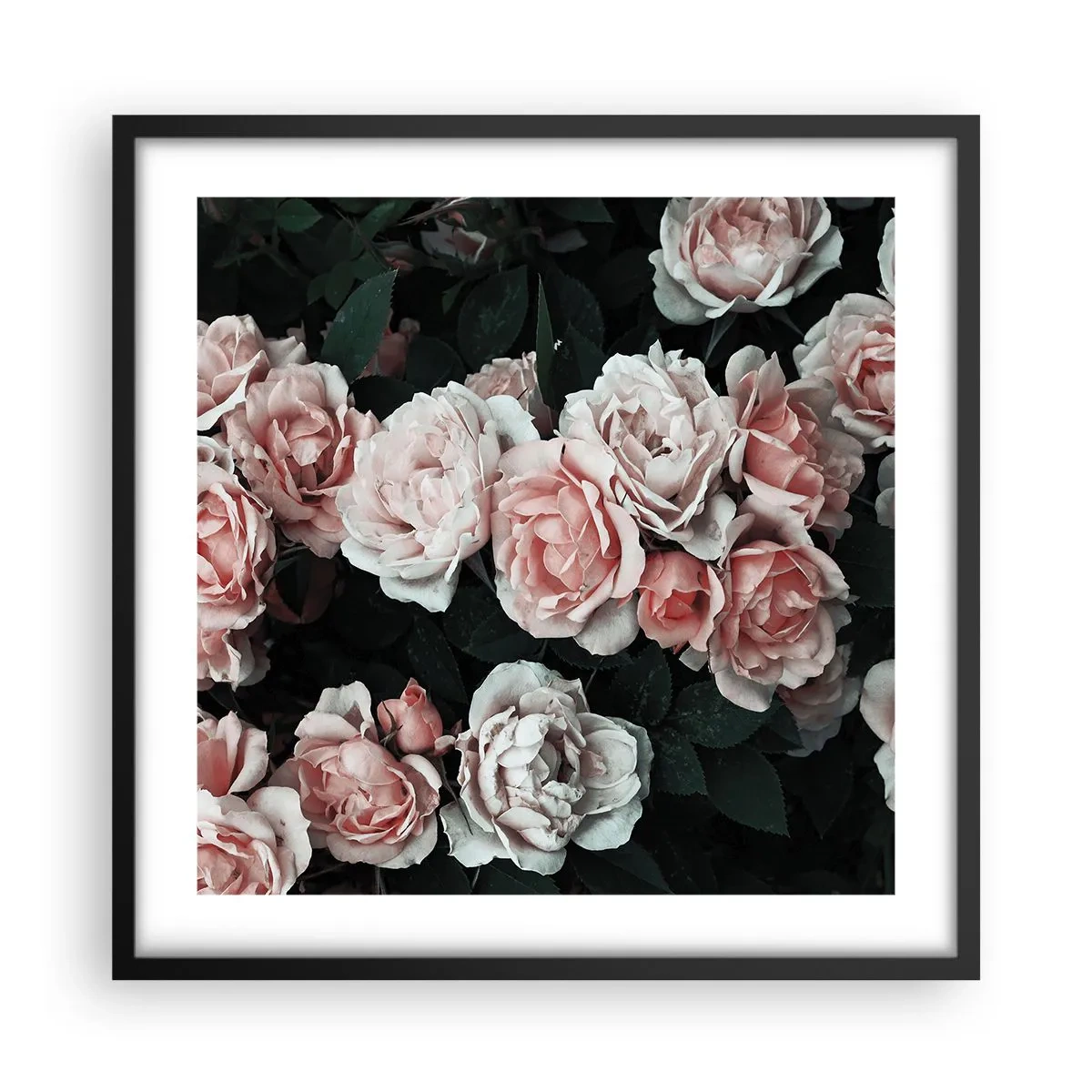 Poster in cornice nera - Composizione di rose - 50x50 cm