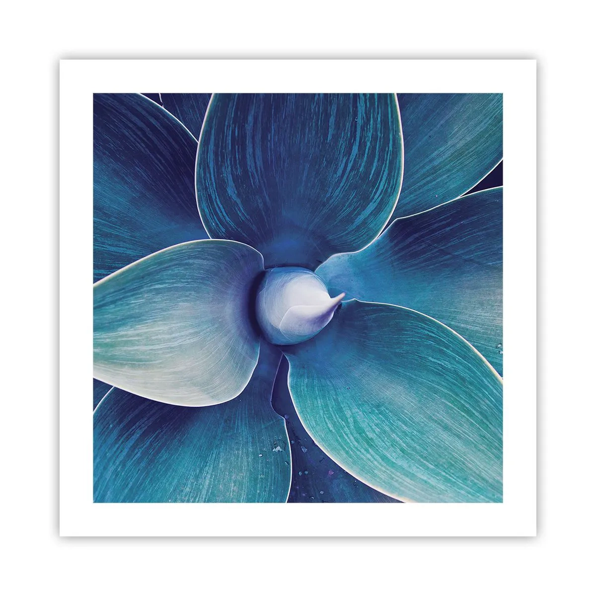 Poster - Imbluito dal sole - 50x50 cm