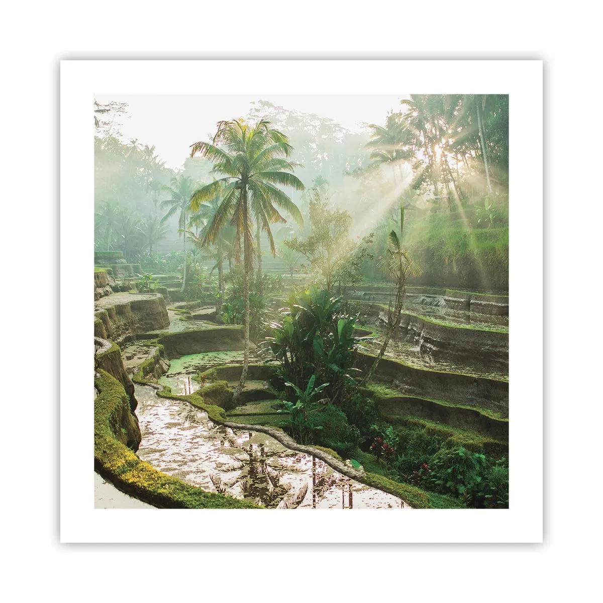 Poster - Crescere al sole - 50x50 cm